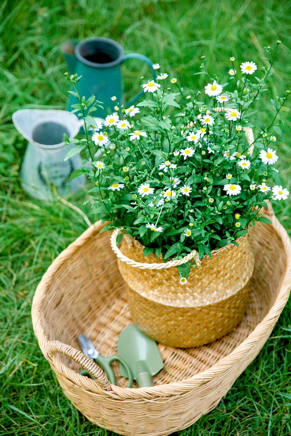 PERLE DOUCEUR - Fleurs de Camomille - Infusion de Plantes en vrac